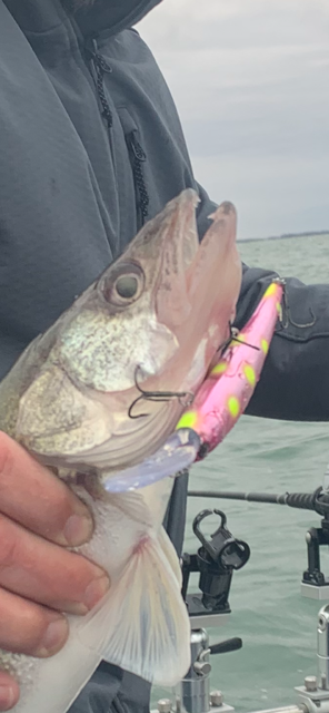 Dead Eye Crank Bait Pinkie Shortcake