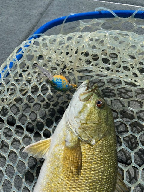 Sexy Shad Crank Bait Orange Bodied Pumpkin Seed
