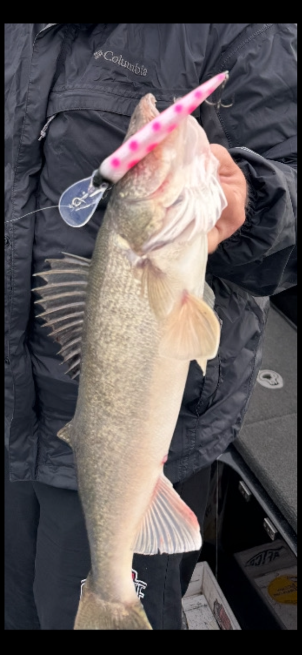 Dead Eye Crank Bait Pink Panther