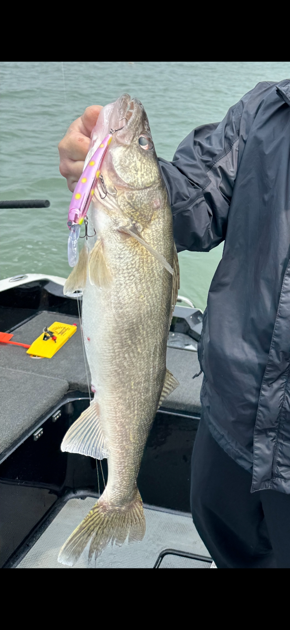 Dead Eye Crank Bait Pinkie Shortcake