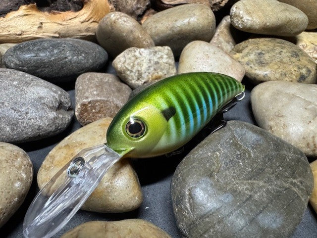 Deep lil Crank Blue Sided Green Barred Gill