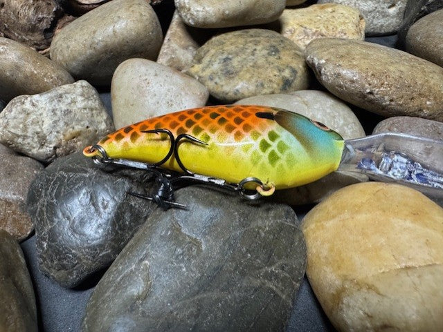 Deep lil Crank Orange Sided Gill