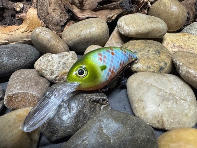Deep lil Crank Blue Sided Gill