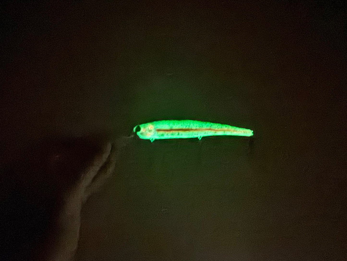 Lake Erie Slammer (LES) Wrekked Rainbow (GLOW)