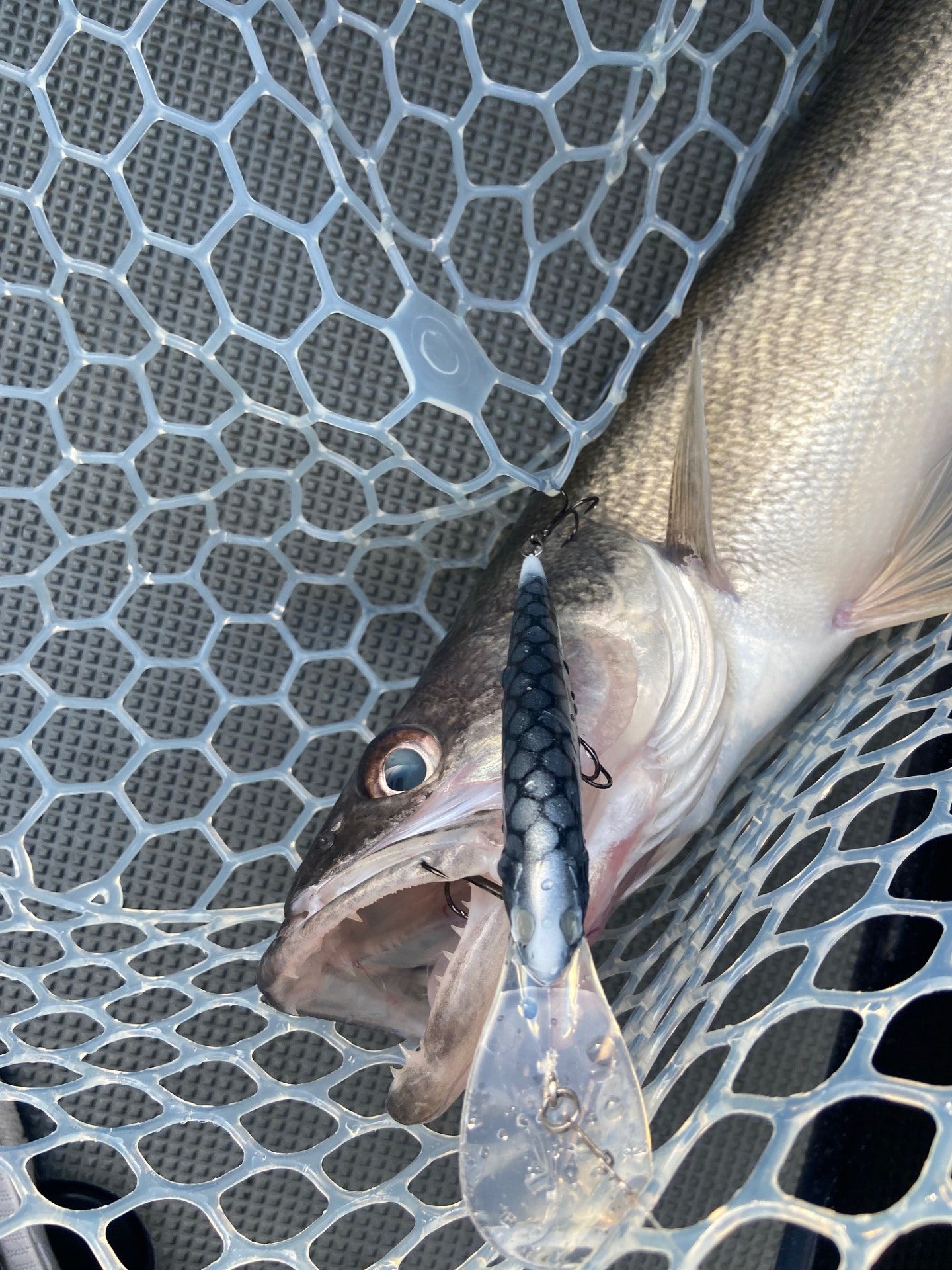 Walleye Deep Bandit Silver Walleye