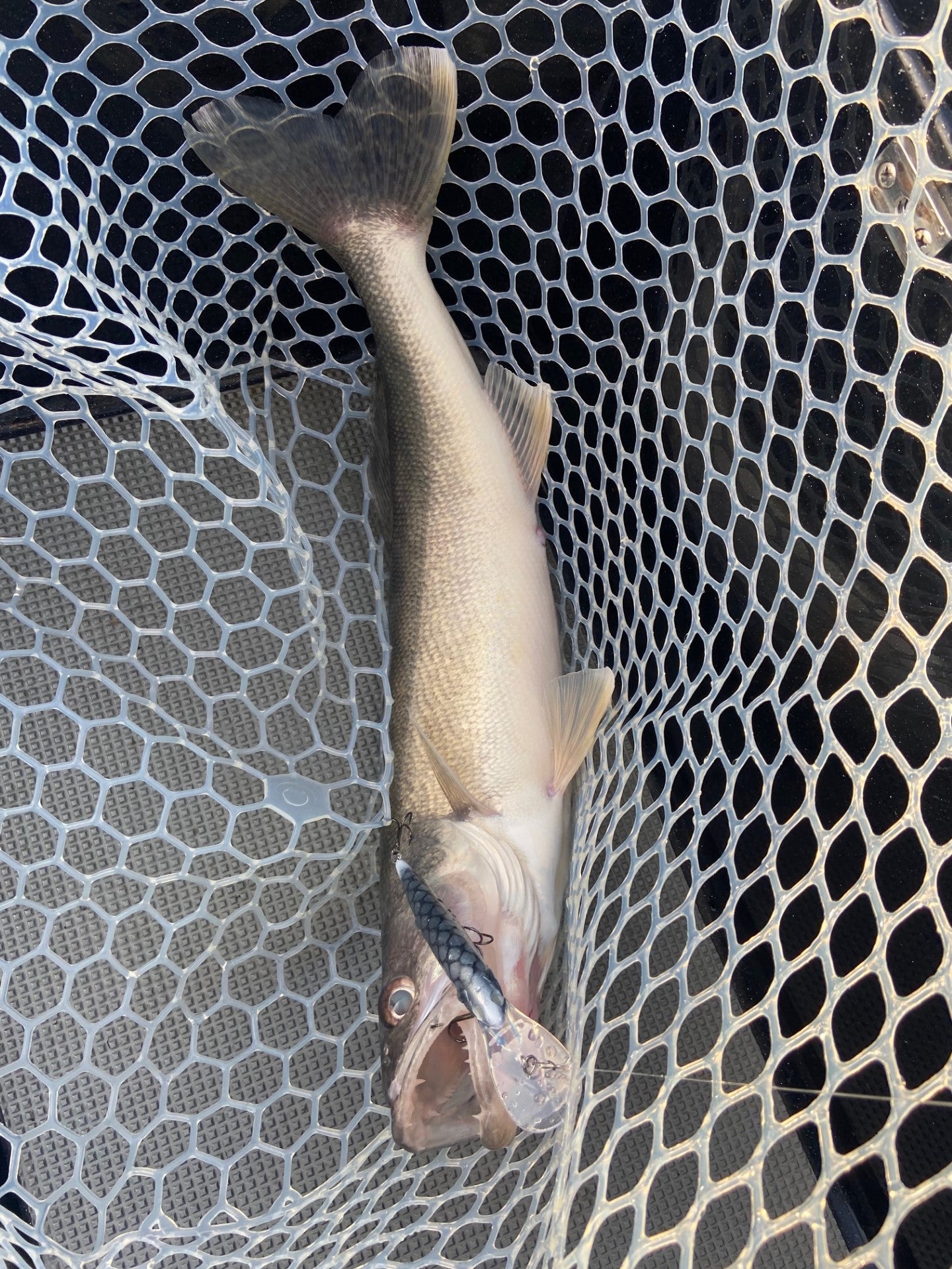 Walleye Deep Bandit Silver Walleye
