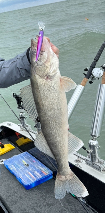 Walleye Deep Bandit Magenta Shad