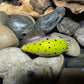 Mighty Wart Pearl Silver Base Rainbow Trout Crankbait