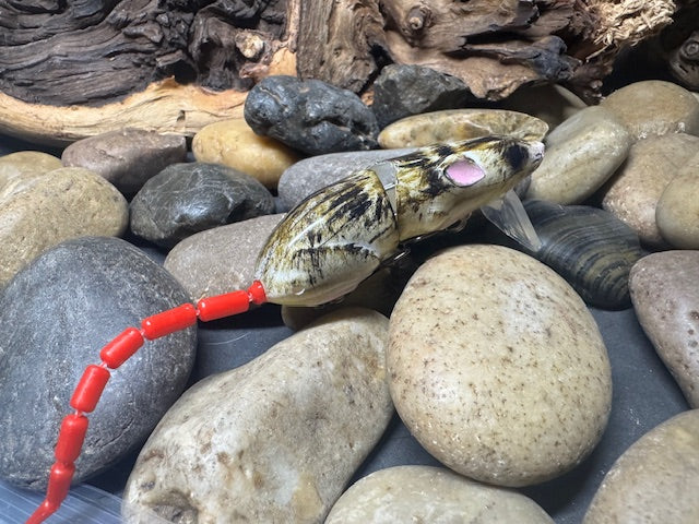 Rat Wake Bait Yellow Belly