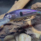 Dead Eye Crank Bait D$ Purple Shad