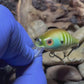 Mighty Wart Barred Gill Crankbait