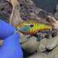 1.0 Square Bill Yellow Barred Gill