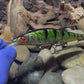 110+1 Green Sided Red Eye'd Black Foil Perch with Orange Belly Jerkbait