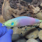 140 MM Multi-Colored Jerkbait