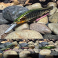 110+1 Green Back Black Perch Jerkbait