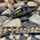 110+1 Black Perch Foil Jerkbait