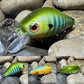 Mighty Wart Blue Sided Green Barred Gill