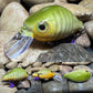 Mighty Wart Barred Green Gill Crankbait(Limited)