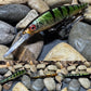 110+1 Green Sided Red Eye'd Black Foil Perch with Orange Belly Jerkbait