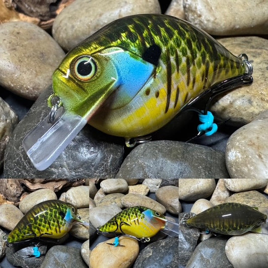 Square Bill Scrank Striped Bluegill(Limited)