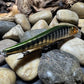 110 Green Back Black Barred Chrome Perch Jerkbait