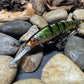 110+1 Green Sided Red Eye'd Black Foil Perch with Orange Belly Jerkbait