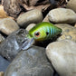 Mighty Wart Blue Sided Green Barred Gill