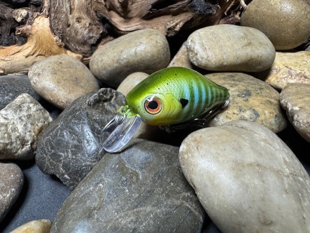 Mighty Wart Blue Sided Green Barred Gill