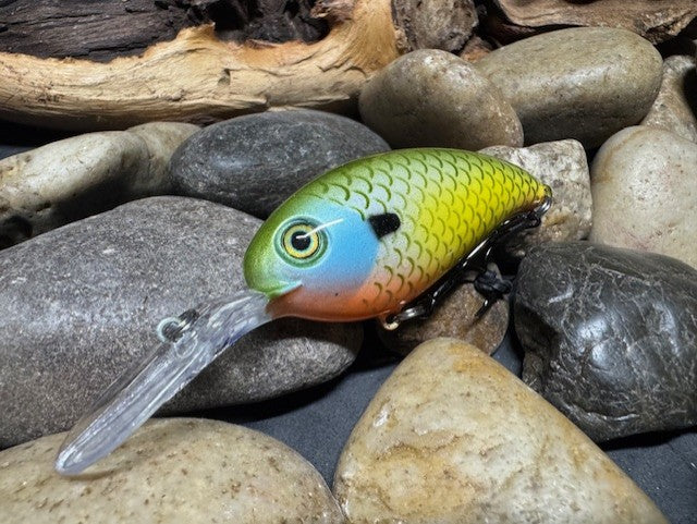 Deep lil Crank Yellow Sided Orange Throat Gill