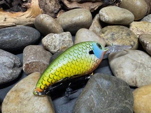 Deep lil Crank Yellow Sided Orange Throat Gill