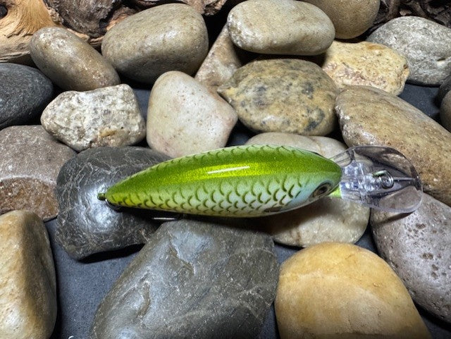 Deep lil Crank Yellow Sided Orange Throat Gill