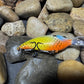 Deep lil Crank Yellow Sided Orange Throat Gill