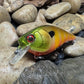 1.5 Square Bill Green Head Striped Gill