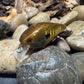 1.0 Square Bill Yellow Barred Gill