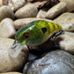 1.0 Square Bill Yellow Side Green Barred Gill