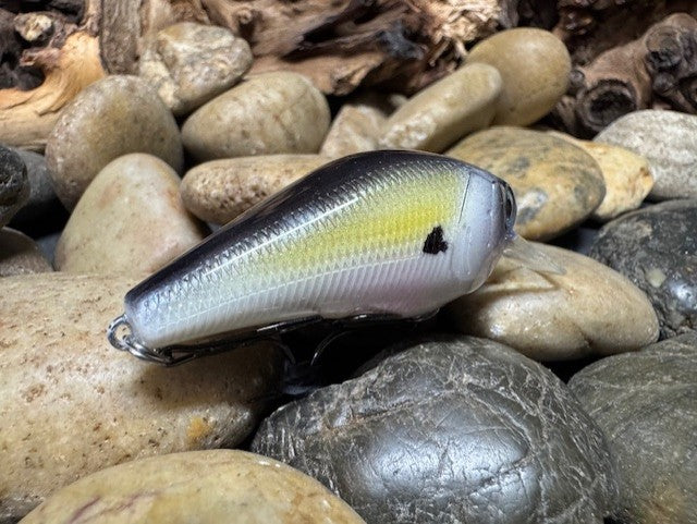 1.5 Square Bill American Shad