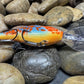 Sexy Shad Crank Bait Blue Bodied Pumpkin Seed