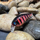 .5 Square Bill Red Perch