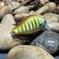 Mighty Wart Barred Gill Crankbait