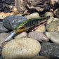 110+1 Green Back Black Perch Jerkbait