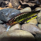 110 Green Sided Brown Barred Chrome Perch Jerkbait