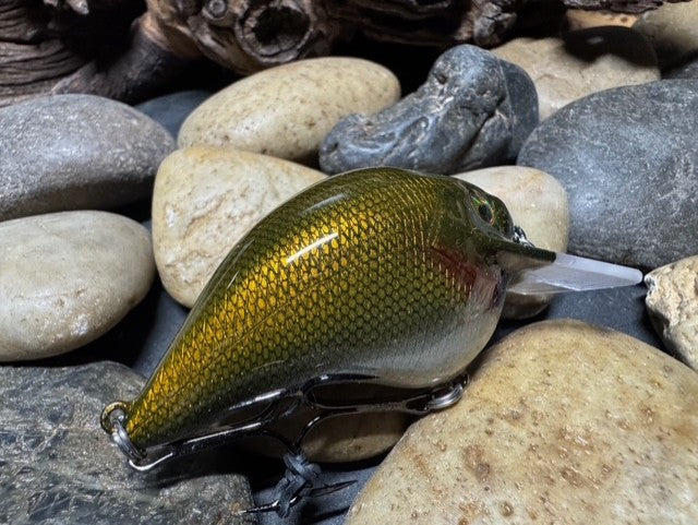 Square Bill 1.5 Scrank Golden Shiner