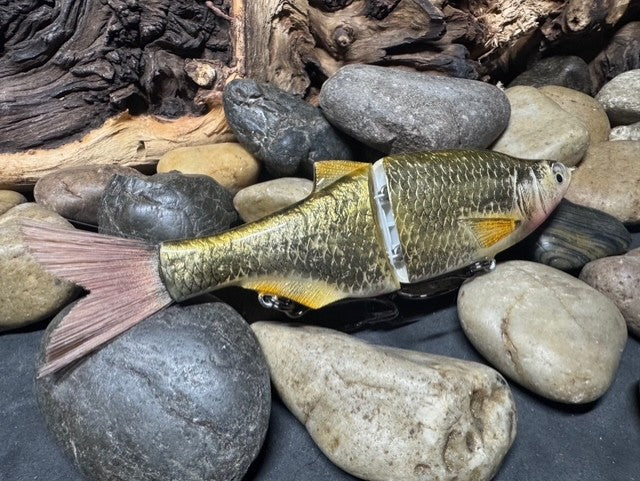 6" Swim Shad Golden Shiner