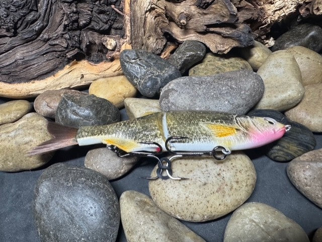 6" Swim Shad Golden Shiner
