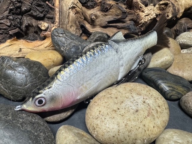 6" Swim Shad Silver Shiner
