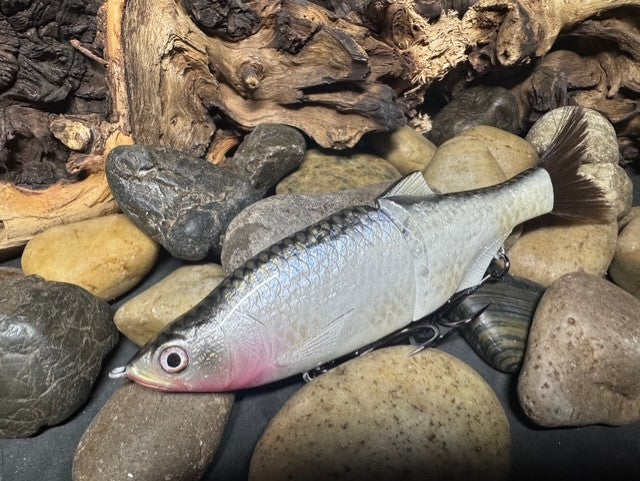 6" Swim Shad Silver Shiner