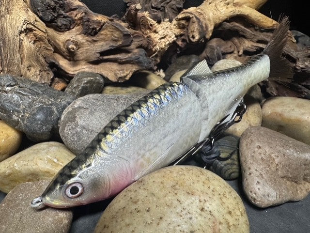 6" Swim Shad Silver Shiner