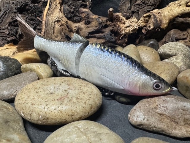 6" Swim Shad Silver Shiner