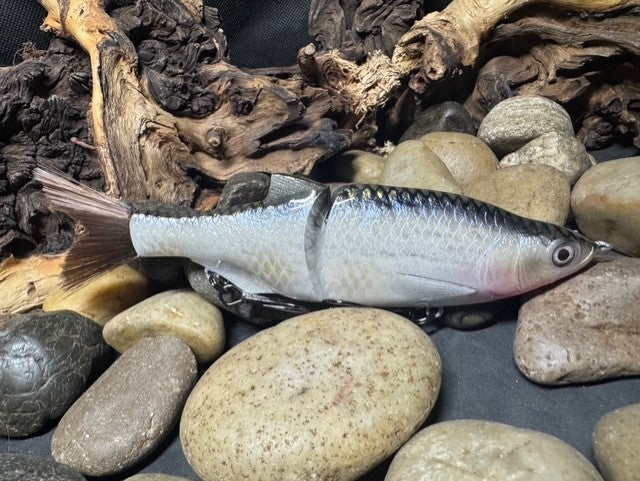6" Swim Shad Silver Shiner