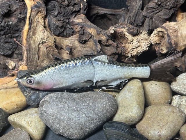 6" Swim Shad Silver Shiner